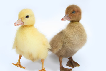 funny ducklings white background