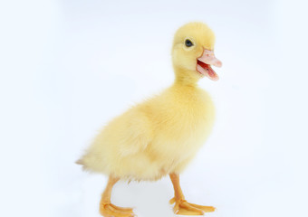 duck with white background