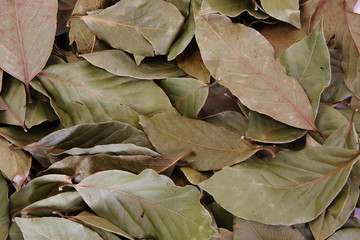 bay leaf