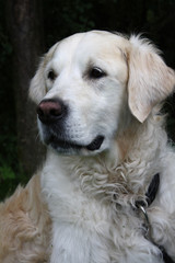 Cremefarbener Labrador Retriever