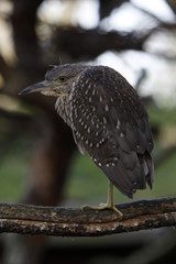 Nachtreiher (Jungtier)