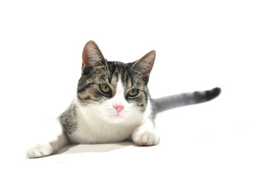 Fototapeta premium cat