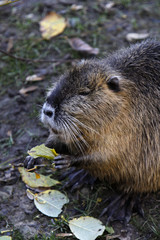 Nutria