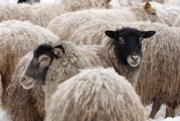 Warm sheep in the cold