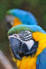 ルリコンゴウインコ