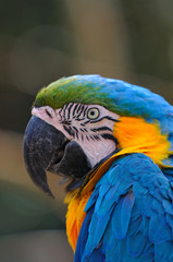 ルリコンゴウインコ
