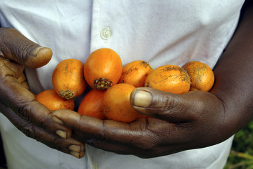 handful of fruits