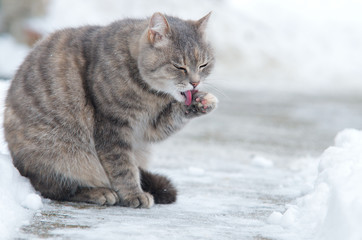 Katze im Schnee