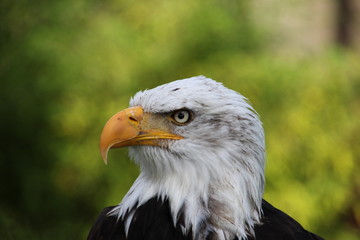 Weißkopfseeadler