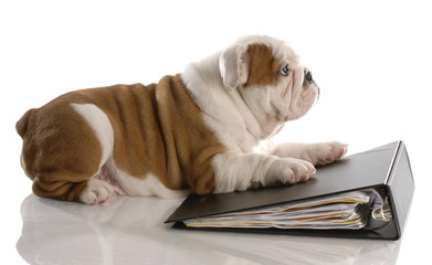 dog school - bulldog puppy laying on binder filled with paper