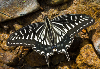 Butterfly (Papilio xuthus) 8