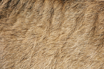 A brown background with a hairy texture