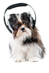dog listening to music