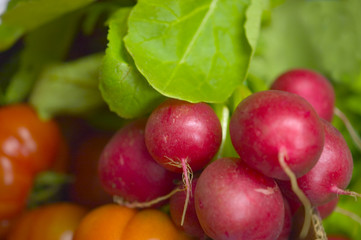 Ravanello (Raphanus sativus)