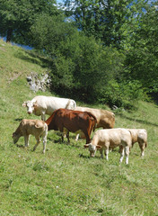 Fototapeta na wymiar Vaches en montagne