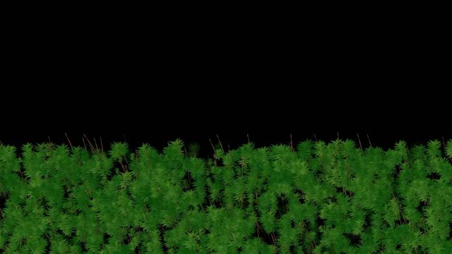 Animation of tree is growing,forest