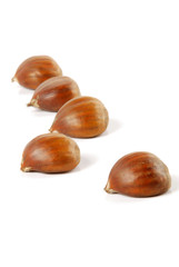 chestnut