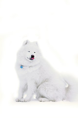 samoyed dog
