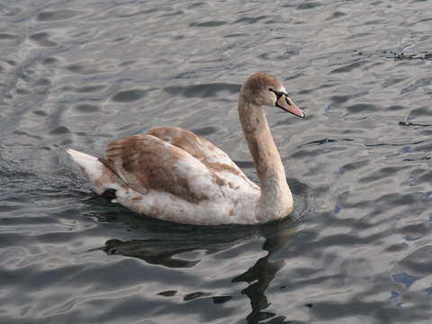 Cigno