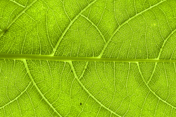 extreme close up of green leaf veins