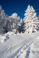 Fototapeta premium Snow-covered winter trees against the frosty blue sky