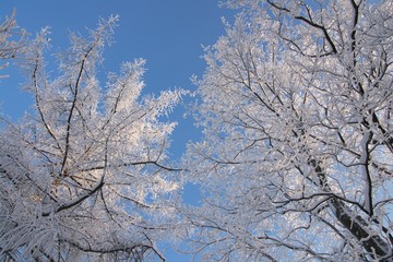 Fototapeta premium Iced frozen branches in blue sky