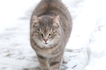 Katze im Schnee