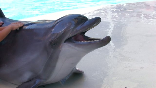 HD A dolphin performing in a dolphin show, closeup