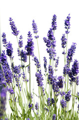 Lavendel_3