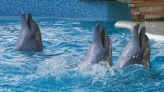 HD Dolphins performing in a dolphin show, closeup