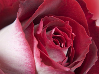 Obraz na płótnie Canvas Red-white rose. Macro.