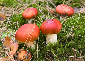 .russula