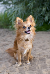 red chihuahua sitting on the beach sand