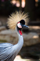 Fototapeta premium Tropical bird