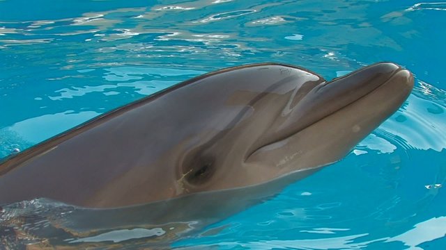 HD Dolphin swimming in blue water, , closeup