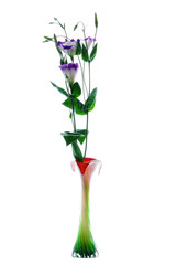 Tulip Gentian (Eustoma) in vase  isolated on white background