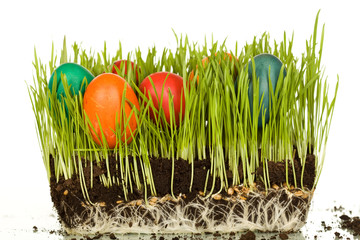 Easter eggs in fresh wheat blades