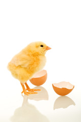 Easter baby chick just out of the egg