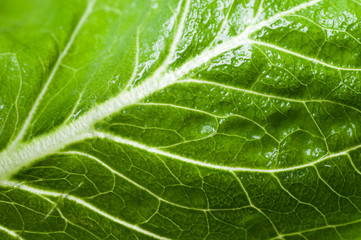 Leaf of a plant close up