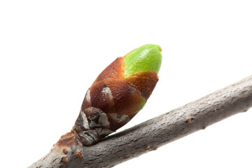 Cherry bud