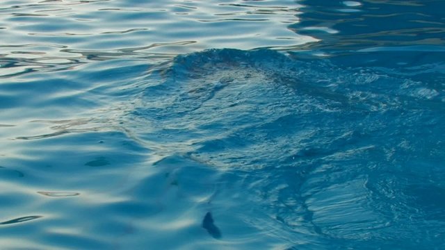 HD Dolphins diving in blue water, closeup