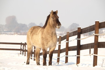 Dülmener am Zaun © Nadine Haase