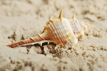 Cockleshells and sand