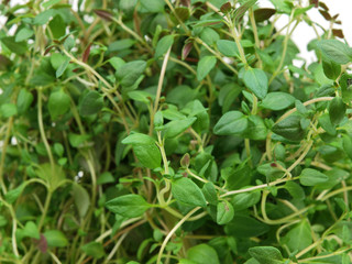 herb thyme