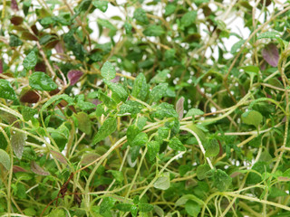 herb thyme