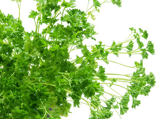 petersilie küchenkräuter