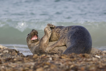 Fototapeta premium spielende Kegelrobben auf Helgoland