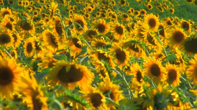 HD Panorama of Sunflower field, sunflowers swaying