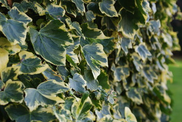 Ivy, plant , photo, depth of field, growth, sping, mature