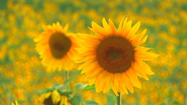 HD Two beautiful yellow sunflowers in the sun, Closeup